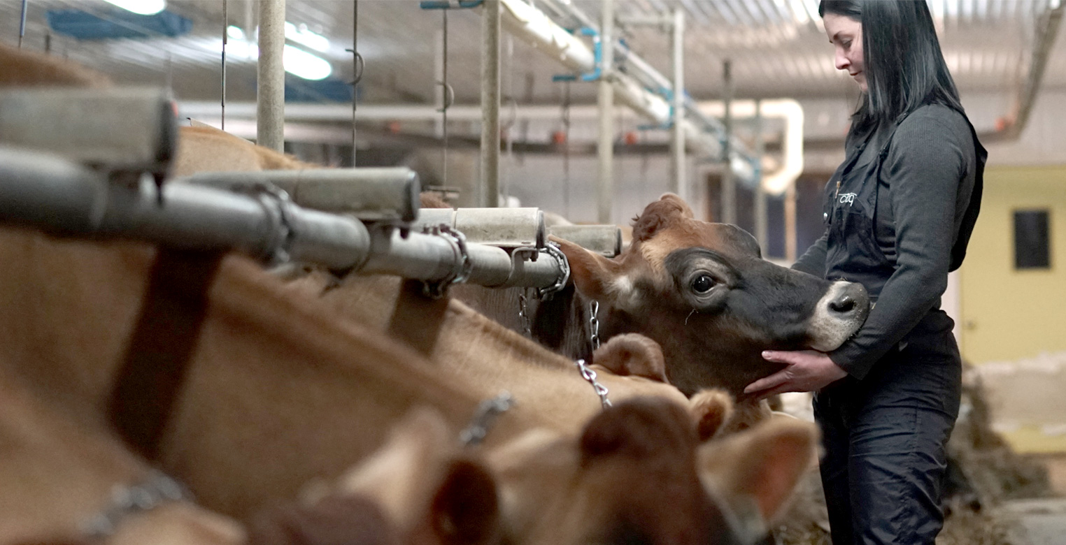 La ferme Missiska et ses vaches jerseys