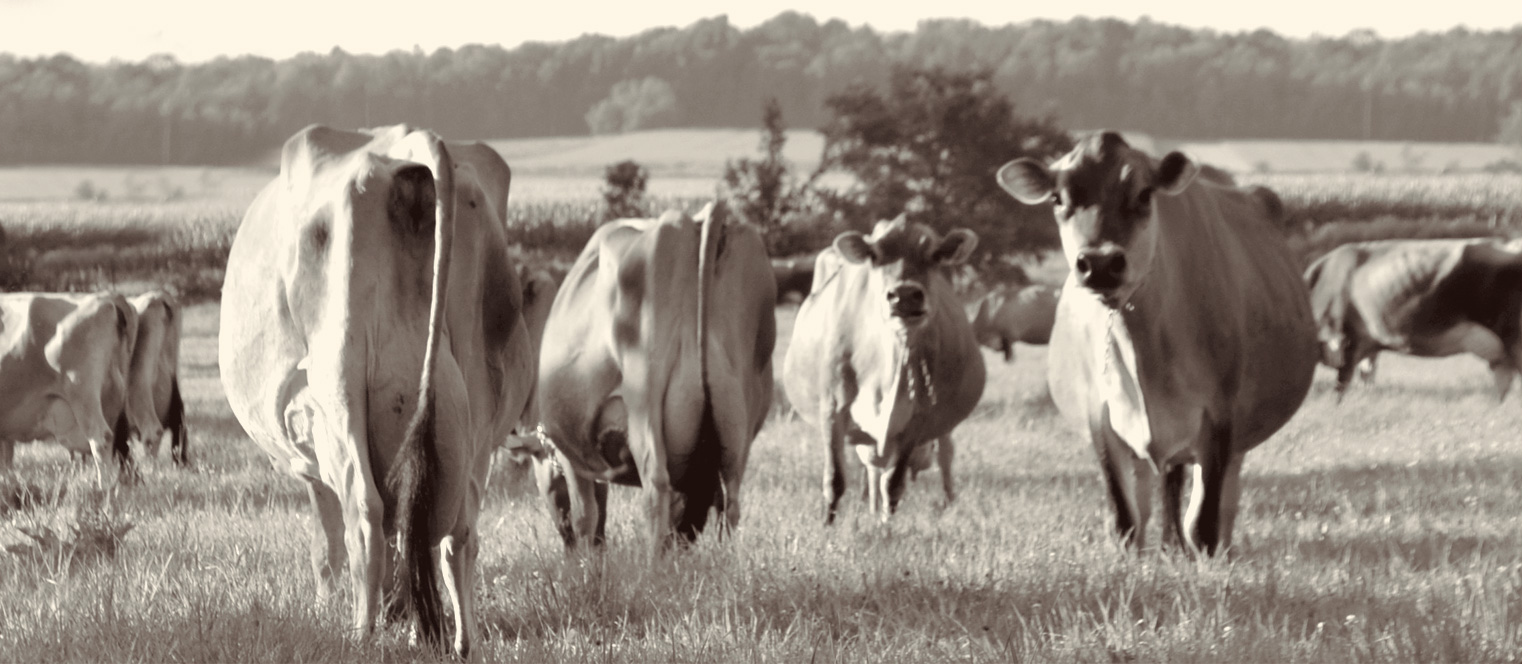 Missiska, éleveurs et fromagers