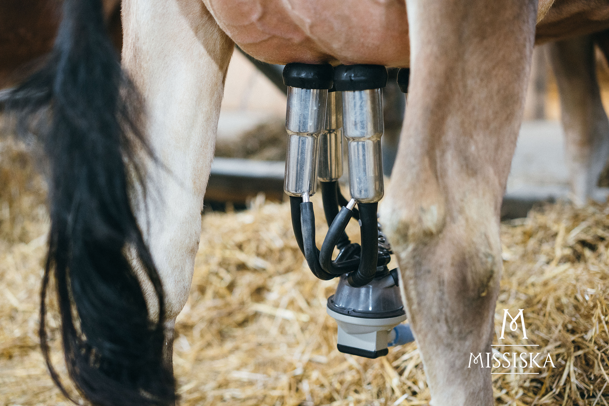 Le lait riche Missiska se distingue par ses caséines de type A2