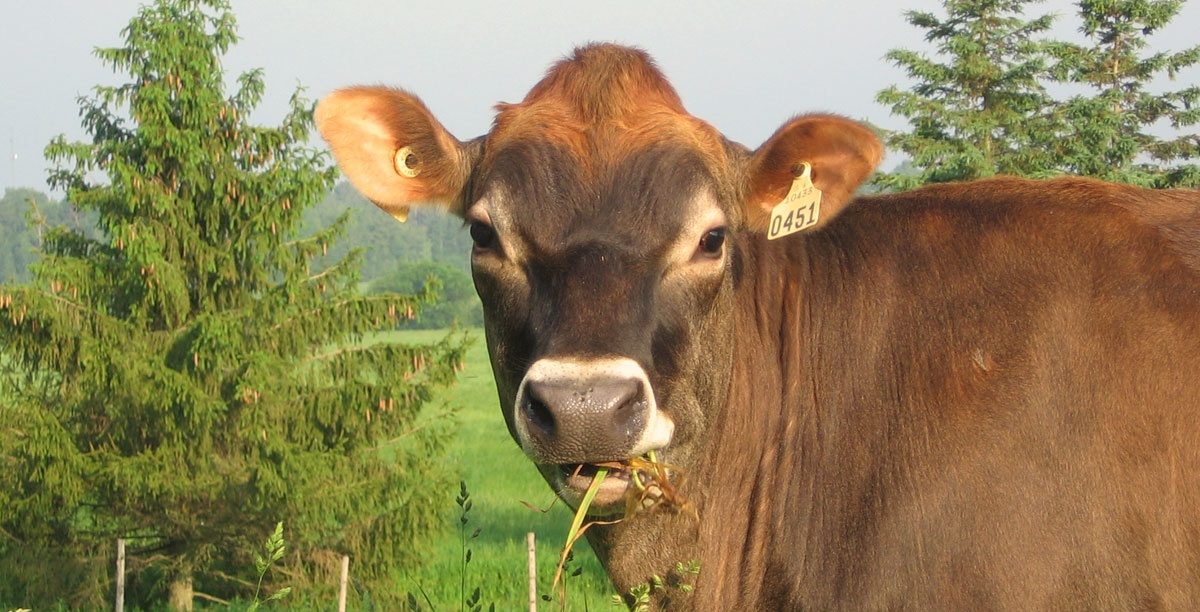 The Jersey breed: one of the world’s oldest!