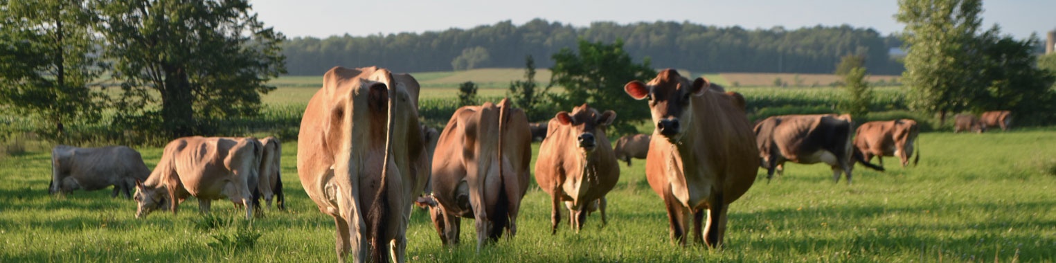 Les vaches jerseys