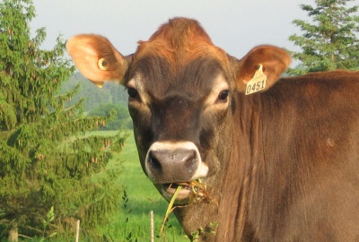 The Jersey breed: one of the world’s oldest!